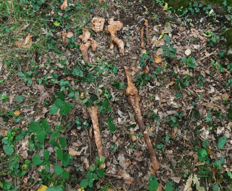 Sežanski jamarji naleteli na presenetljivo odkritje, staro skoraj 5000 let