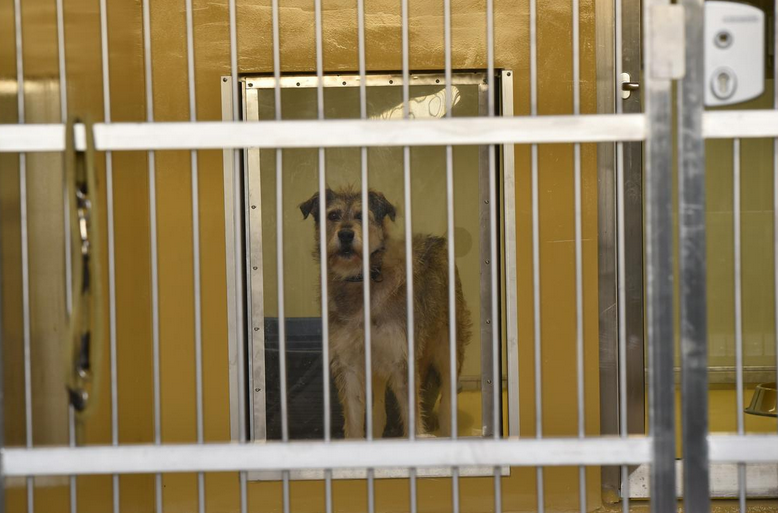 Bodo v Sežani ostali brez oskrbe za zapuščene pse in mačke?